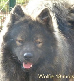 wolfie